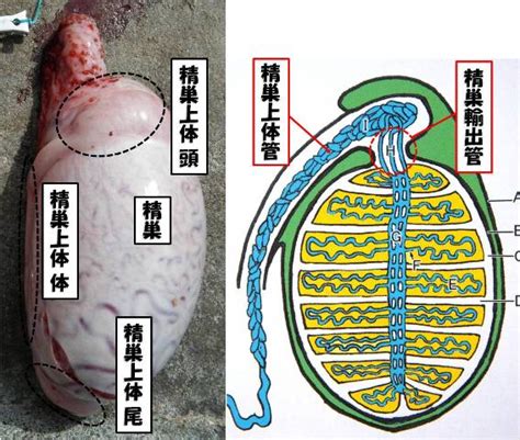 牛 ペニス|牛の解剖108：雄性生殖器（1） 